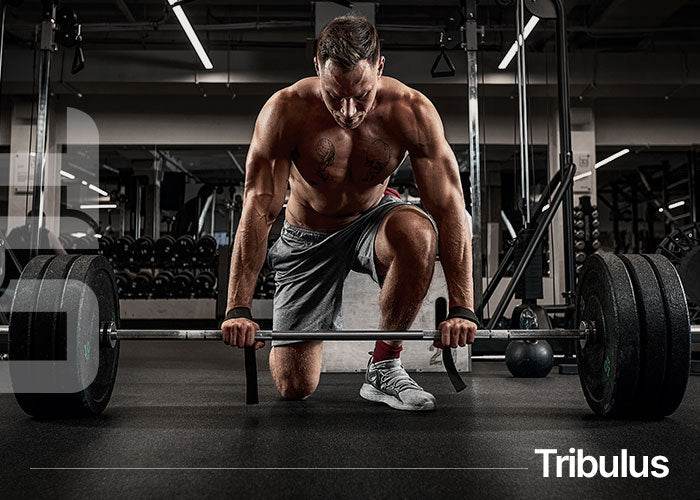 Tribulus Terrestris 90 Comprimés – Optigura