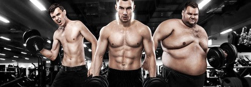 Développement musculaire et morphotypes