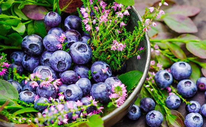 Les aliments les plus riches en flavonoïdes