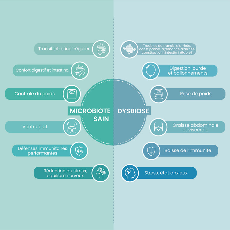3 souches spécifiques à l’équilibre intestinal et au contrôle du poids