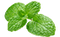 Menthe poivrée