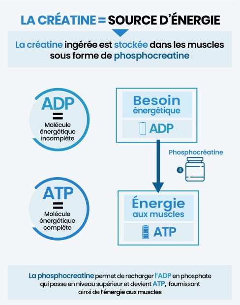 schéma du rôle de la créatine dans le corps : apporter de l'énergie et augmenter le stock d'ATP