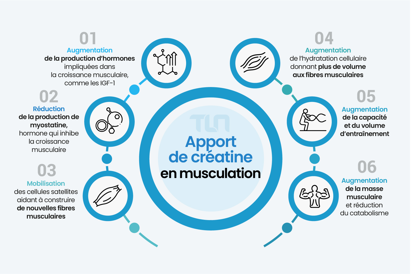 les apports de créatine en musculation : volume musculaire, hormone de croissance IGF-1, hydratation musculaire, capacité d'entrainement supérieure. TLN